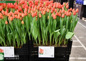 Tulipa Asahi ® (1)